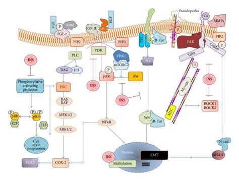 izotol|Inositol: Uses, Interactions, Mechanism of Action